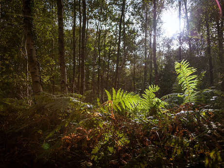 Bois de givenchy - nature en éveil