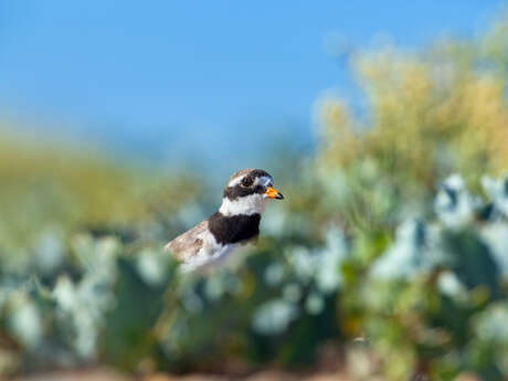 Dunes de la slack et pointes aux oies - maraudage