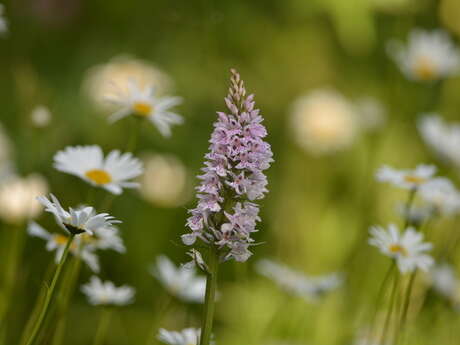 Balade naturaliste : des plantes qui ont tout pour plaire