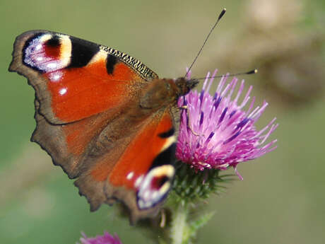 Balade naturaliste : concours d’illusion chez les Papillons