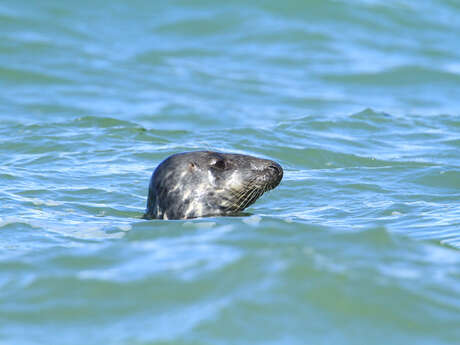 Baie d'authie - les phoques
