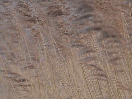Balade naturalistes : Carnet d’Art, la biodiversité des zones humides