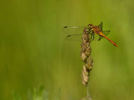 Balade naturaliste : "Vie et couleurs au bord de l’eau"