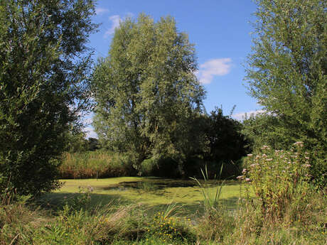 Grand marais d'etaing - le saule têtard