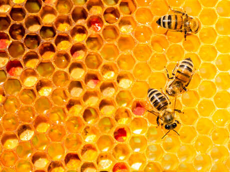 De l'apiculture au Forum des Sciences