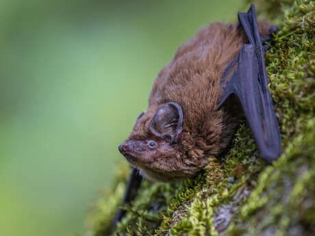 Balade naturaliste : Art d’écho
