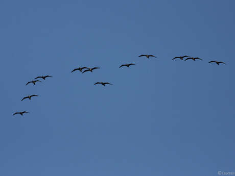 Balade naturaliste : ballet des oiseaux