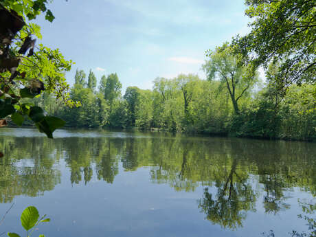 Marais de biache - arbres et arbustes du marais
