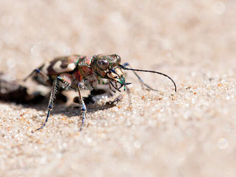 Dunes de sainte-cécile – les petits aventuriers des dunes : mission insectes