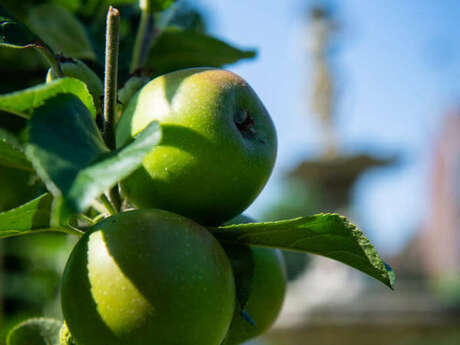 Formation au greffage des arbres fruitiers