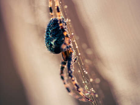 Zoom sur les araignées