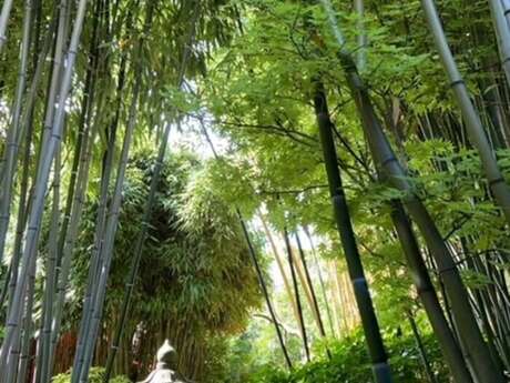 Le Sentier du Chimonobambusa