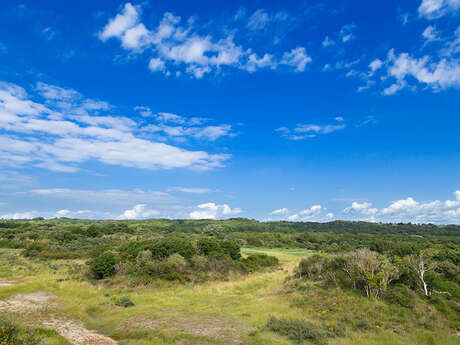 Réserve naturelle nationale de la baie de canche – arbres et arbustes