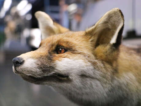 Atelier "Mon nez, sa truffe" / Vieux-Lille