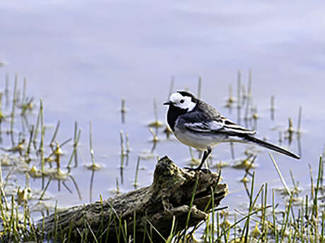 Réserve naturelle régionale du marais de condette – oiseaux d’ici et d’ailleurs