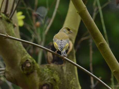 Balade naturaliste : Fête de la musique… verte
