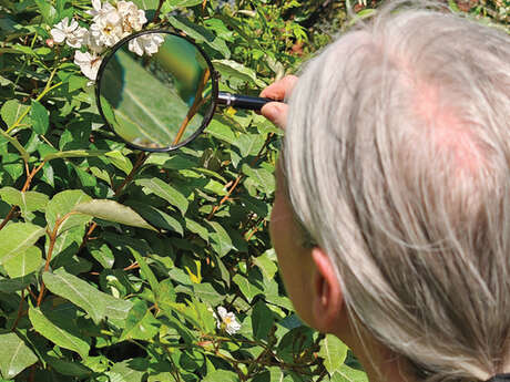Atelier en continu "Le vivant à la loupe" / à la Pouponnière