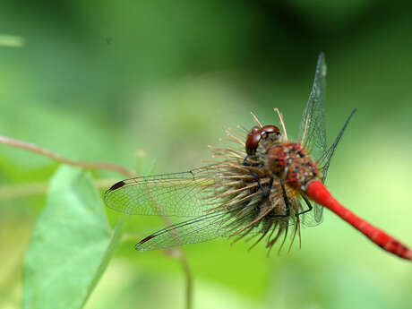 Balade naturaliste : "Les demoiselles de Faches"