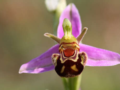 Mont pelé mont hulin - orchidées du coteau