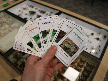 La Fabrique du Sud / Le jeu de 7 familles des insectes
