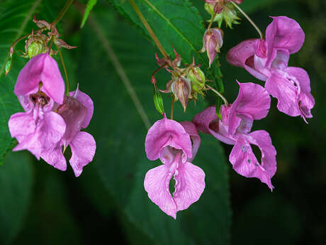 Lac d'ardres - chantier nature
