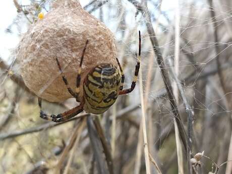 Balade naturaliste : "C'est la fête des araignées"