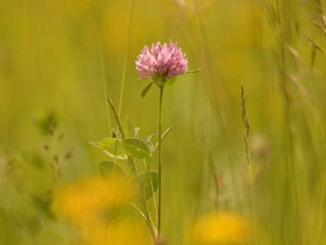 Balade naturaliste : les plantes dans tous les sens