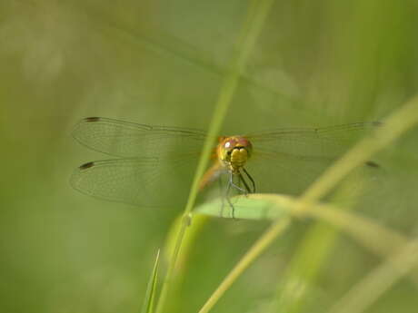 Balade naturaliste : ballet au fil de l’eau