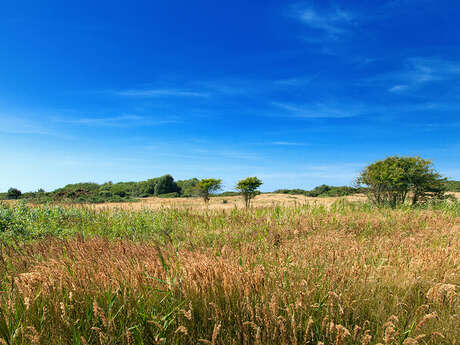 Pré marly - errance botanique