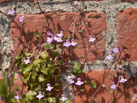 Balade naturaliste : flore sauvage de nos rues ou street’art végétal