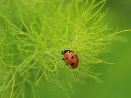 Réserve naturelle régionale du marais de condette -  l’ogre des pucerons