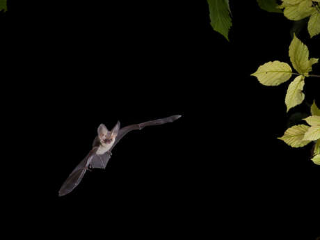 Bois départemental de maroeuil - conte-moi les chauves-souris