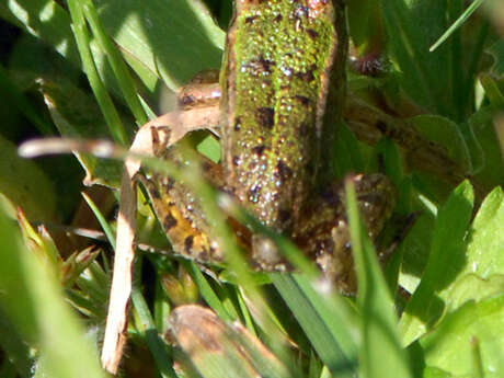 Balade naturaliste : le chant des grenouilles