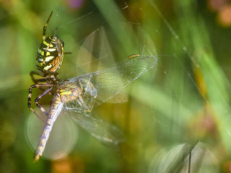 Réserve naturelle régionale du marais de condette - "rendez-vous au jardin"