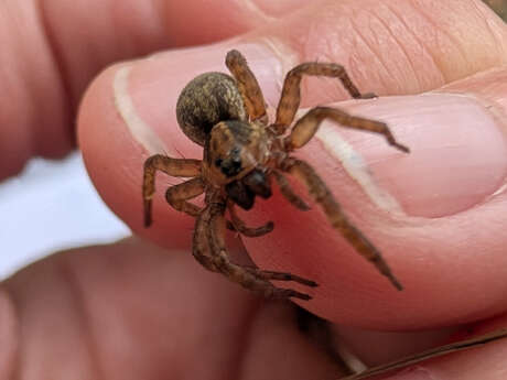 Événement Nature & Vous - Araignées : Et si on changeait de regard ?