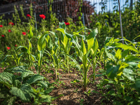 Événement Nature & Vous - Secrets et astuces d'un potager au naturel