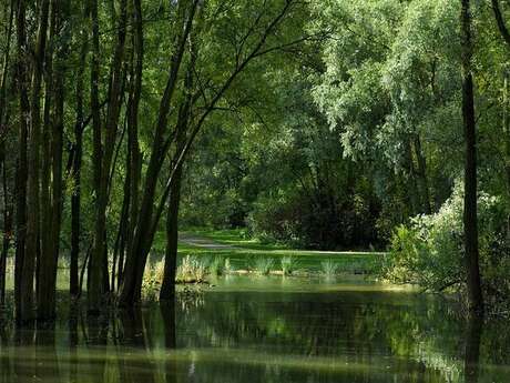 Balade naturaliste : le musée de la nature
