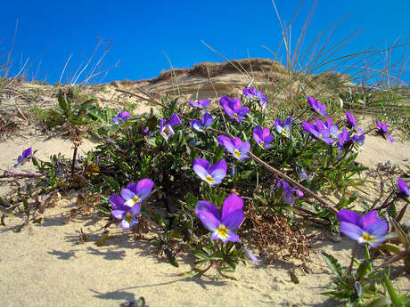 Réserve naturelle nationale de la baie de canche - à la façon des botanistes : dessiner et découvrir les plantes des dunes