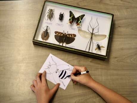 Les petits labos du Musée / Crée ton insecte