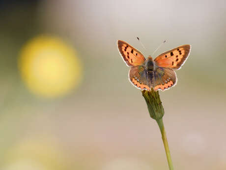 Balade naturaliste : initiation à la photographie naturaliste