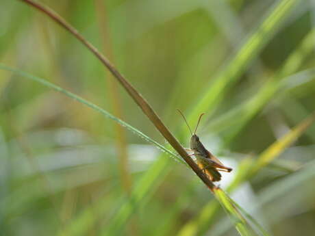 Balade naturaliste : "Fête de la musique… animale"