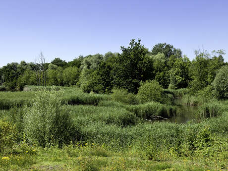 Bois des hautois - balade musicale, nature et patrimoine