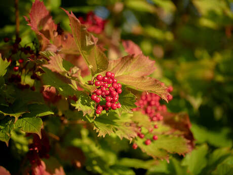 Balade naturaliste : baies en lumière