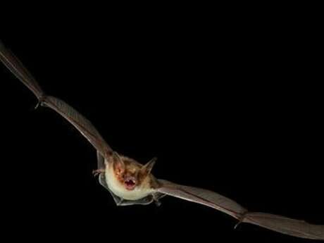 Samedi Chauve-souris