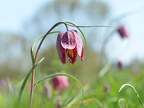 Balade naturaliste : camaïeu floral