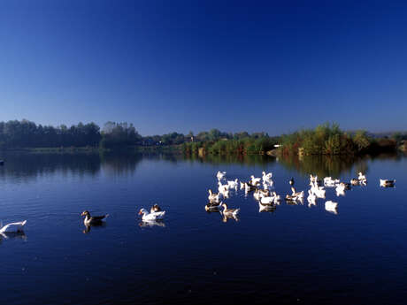 Balade naturaliste : les oiseaux de la Réserve Naturelle du Héron