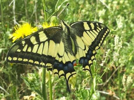 Zoom sur les papillons de jour