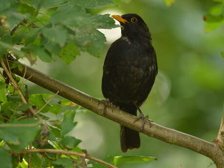 Balade naturaliste : à la rencontre d’une symphonie sauvage