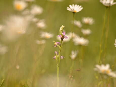 Balade naturaliste : chorégraphie d’espèces