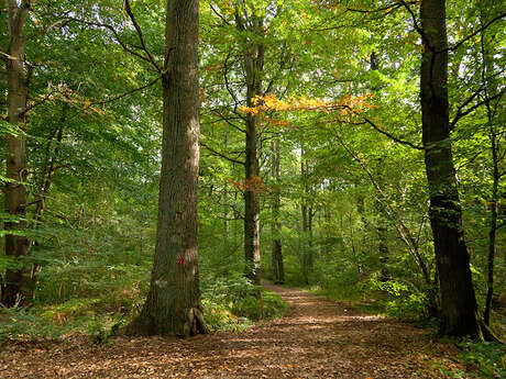Bois de roquelaure - les nuits des forêts